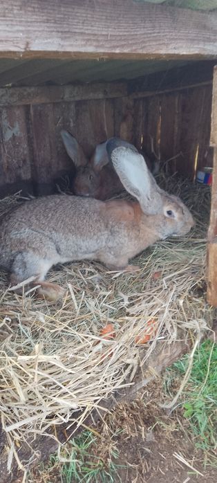 Króliki olbrzymy belgijskie samce i samice