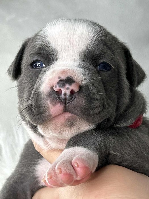 American Staffordshire Terrier suczka 2