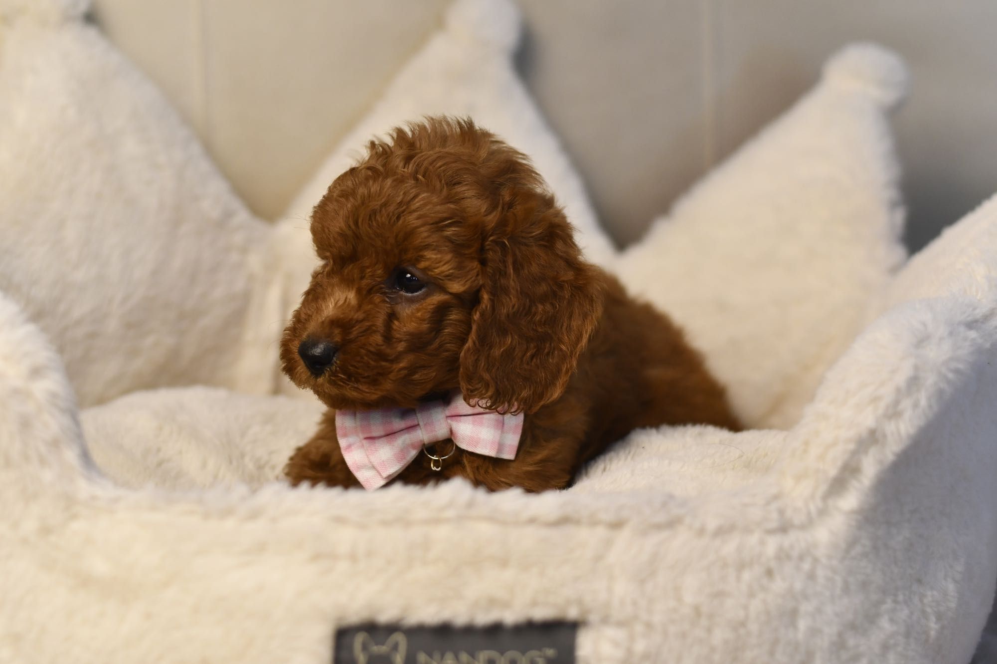 Cavapoo F1 RED BROWN wyjątkowa dziewczynka gotowa do odbioru