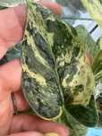Scindapsus Dark Silver Cloud variegata  - pedówka