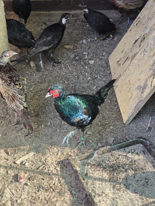 Bażanty sprzedam zamienię