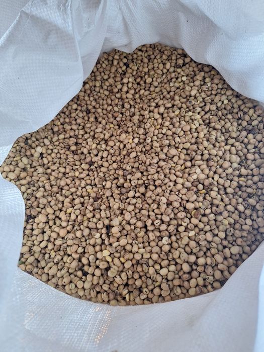 Bobik na poplon zbiór 2025