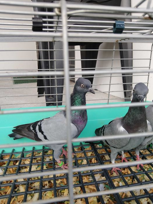 Sprzedam wiedeńskie