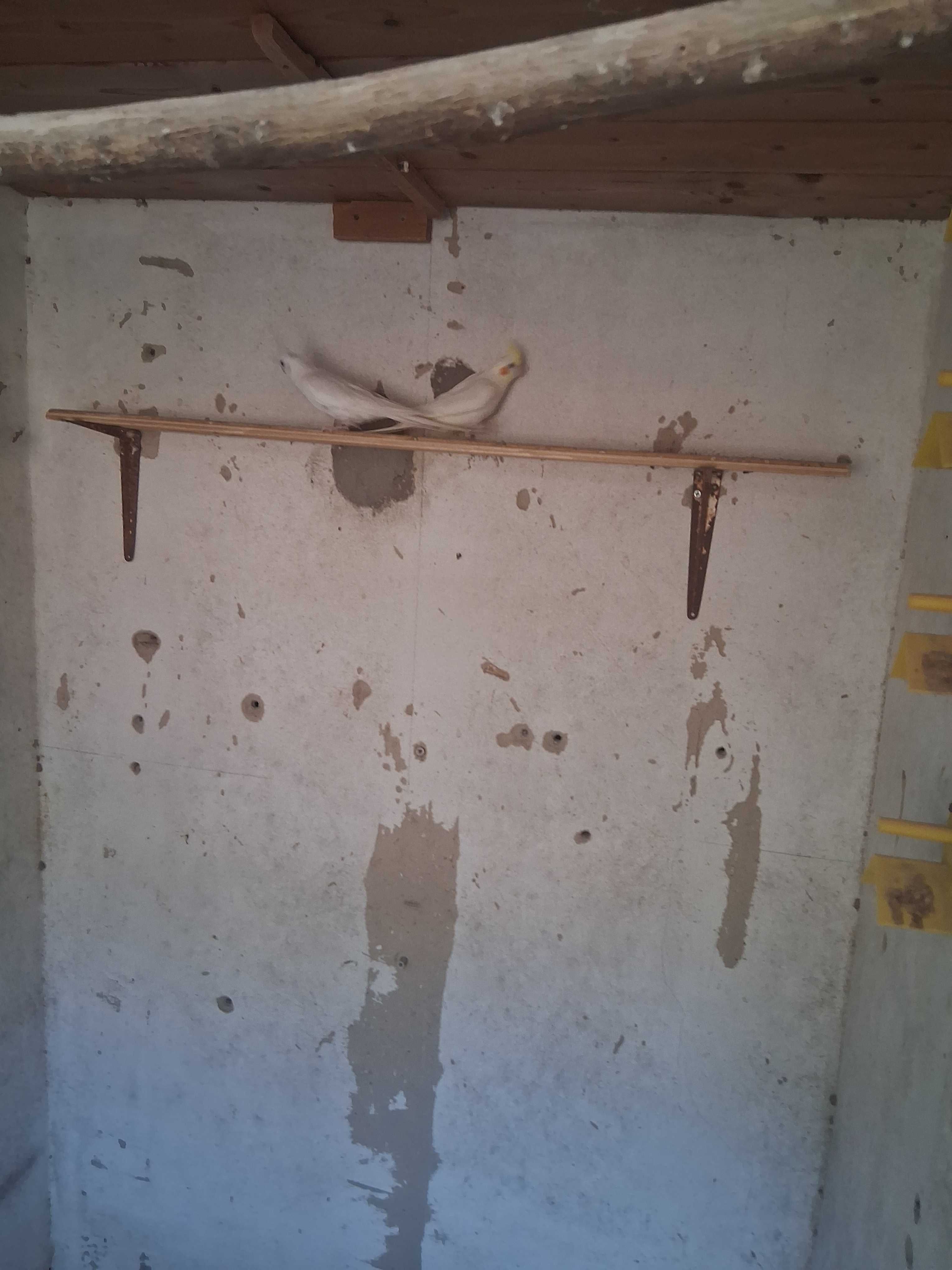 Lote casal  de caturras e quatro roseicollis troco por  canários