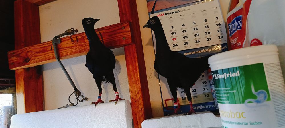 Sprzedam Wiedeńskie z roku 2025 /2024.