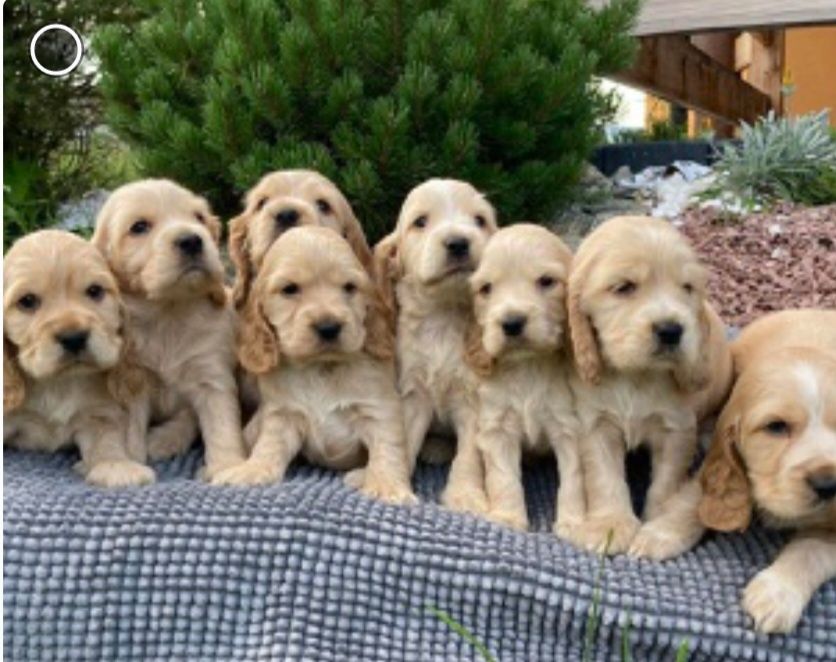 Cocker spaniel piesek szczeniak