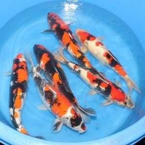 Rybki do oczka Japonskie Karpie koi import