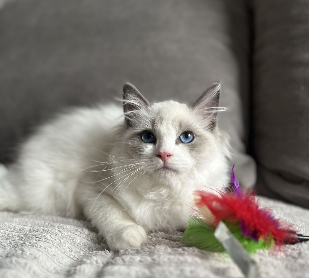 Ragdoll sliczny chlopczyk