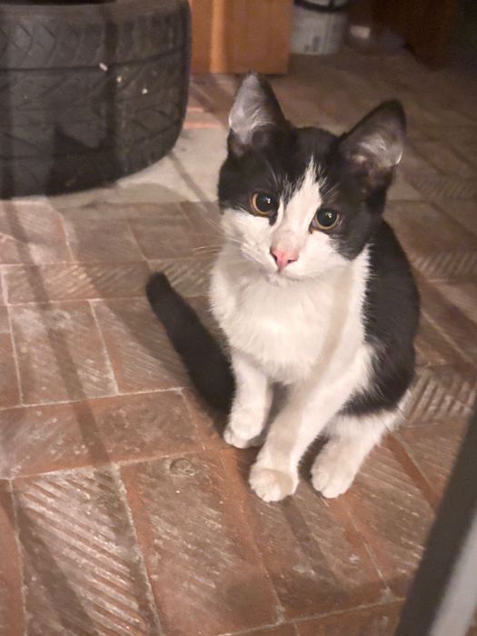 Котенок, мальчик, 4 месяца