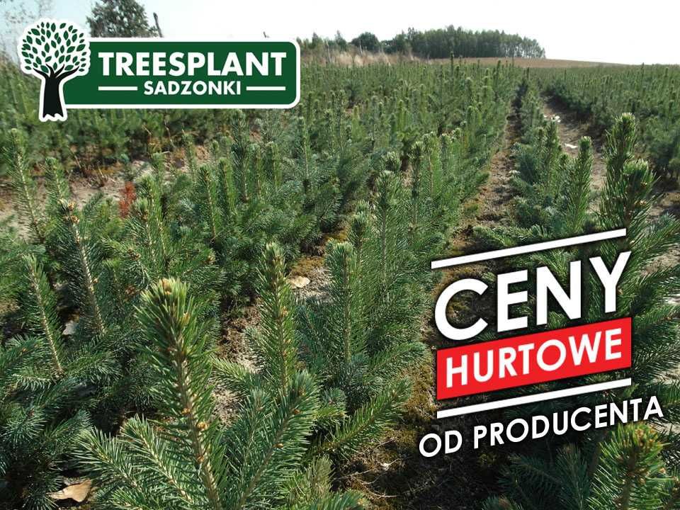Rolnictwo świerk srebrny sadzonka 30 cm/ Produkcja PL jodła pospolity