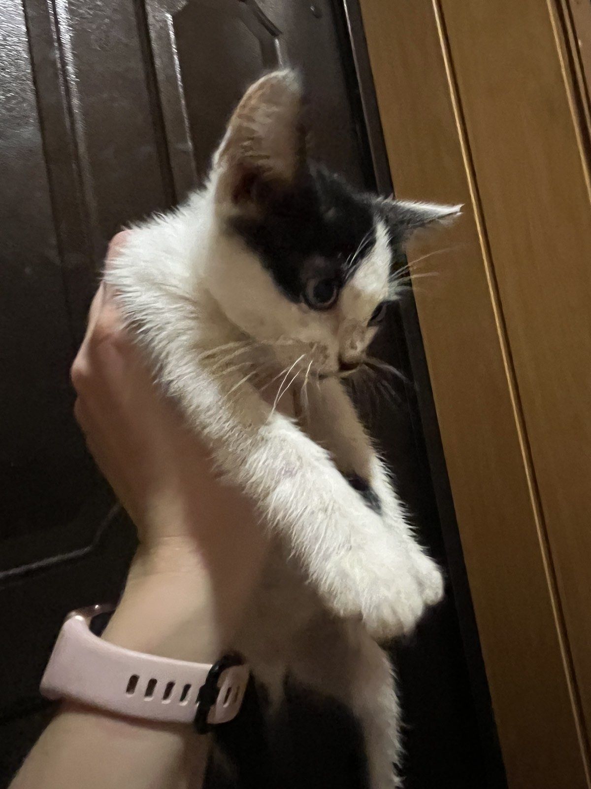 Отдам котят бесплатно