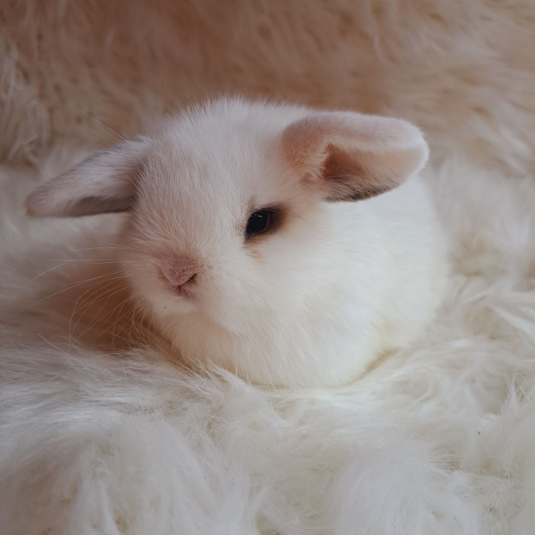 Mini Lop królik miniaturka domowy