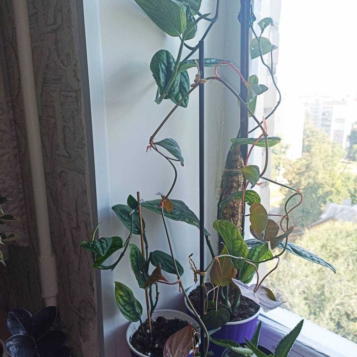 Комнатные цветы монстера, филодендрон Миканс, лечебная каланхоя и др.