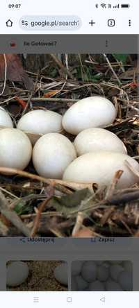 Jaja kacze lęgowe