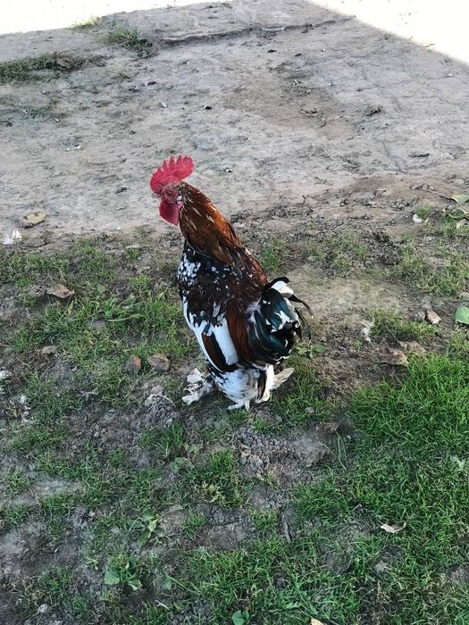 Продам кури Ліліпути