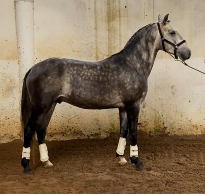 Cavalo PSL 4 anos