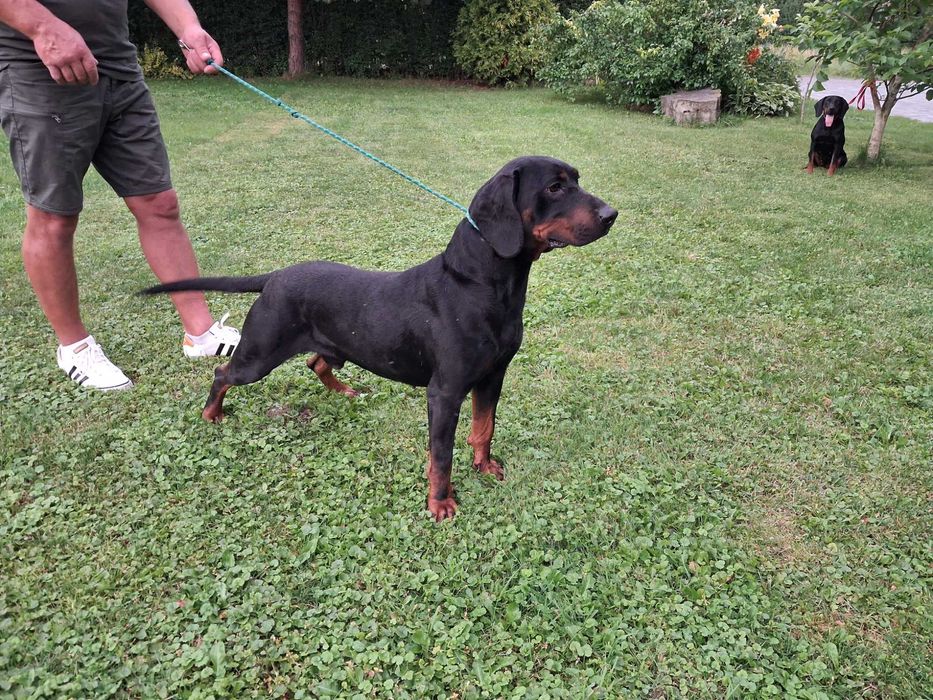 Gończy Polski Szczeniak