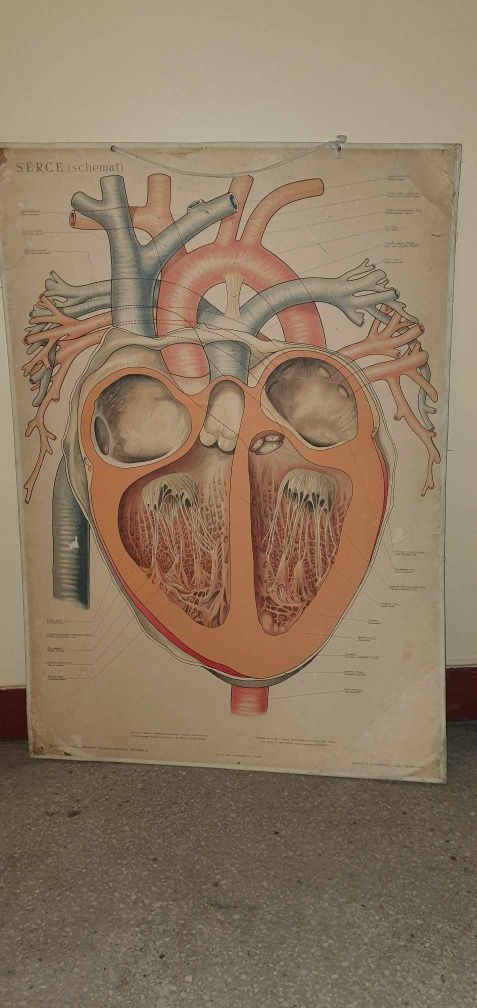 Duży 70x100 stary plakat medyczny ,tablica serce 1957 r