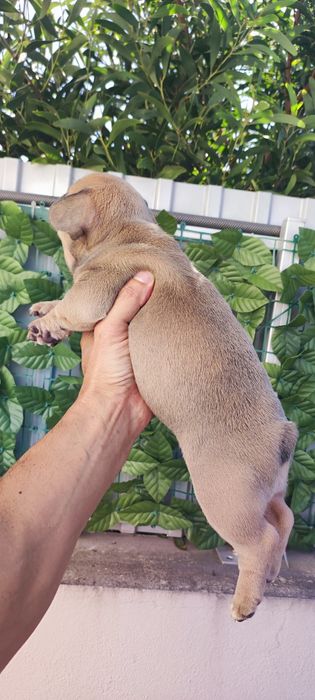 Bulldog francês fêmea