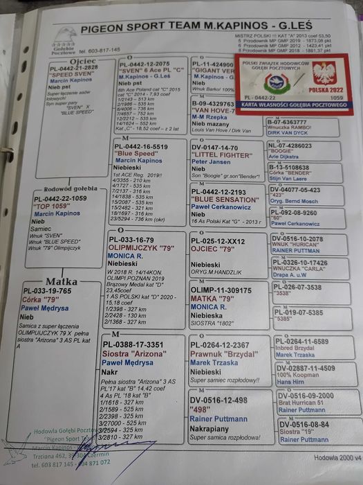 Samiec Gołebie pocztowe Org. M.Kapinos