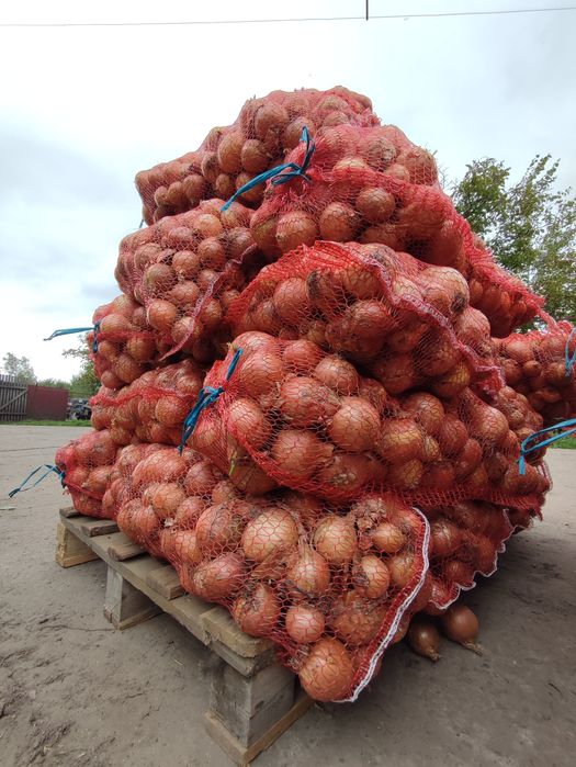 ЦИБУЛЯ. Продаж цибулі опт.