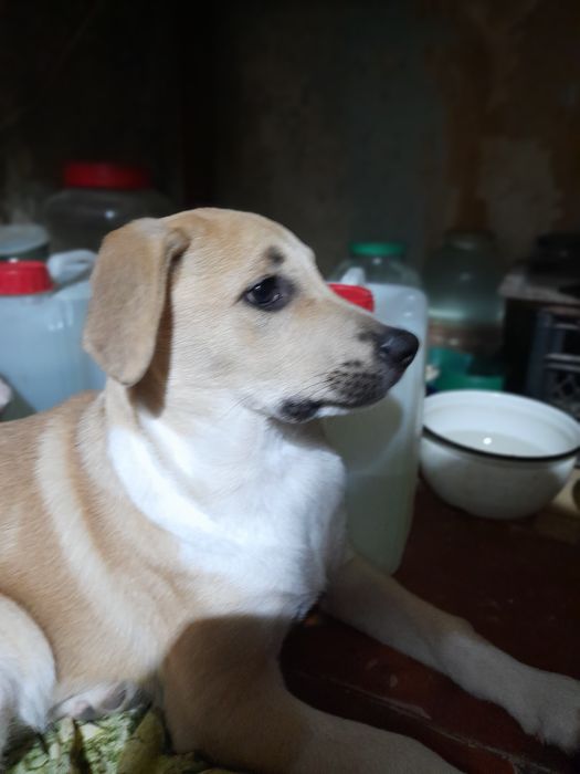 Песик метіс 3 місяці.