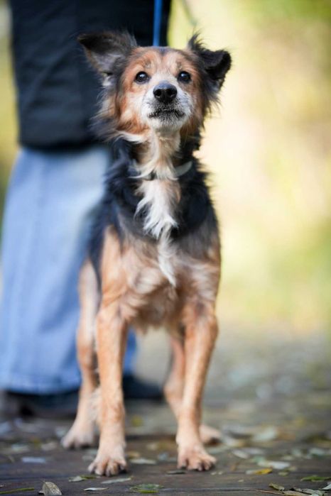 Edi mały , cudowny psiaczek szuka domu