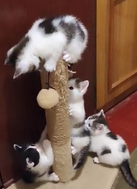 Кошеня хлопчик та дівчинка