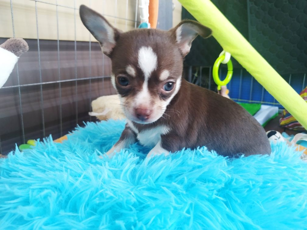 Piesek Chihuahua krótkowłosy