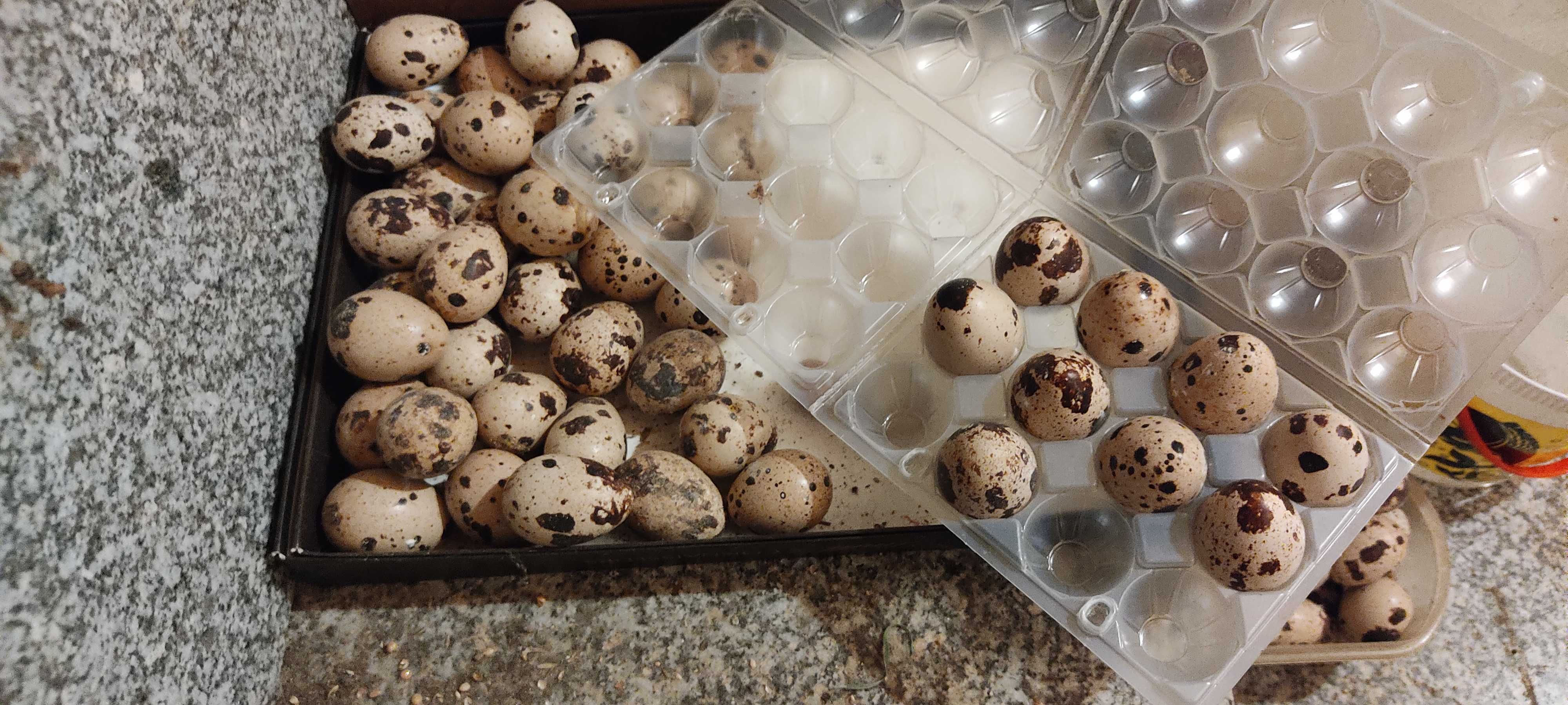 Ovos de codorniz para venda