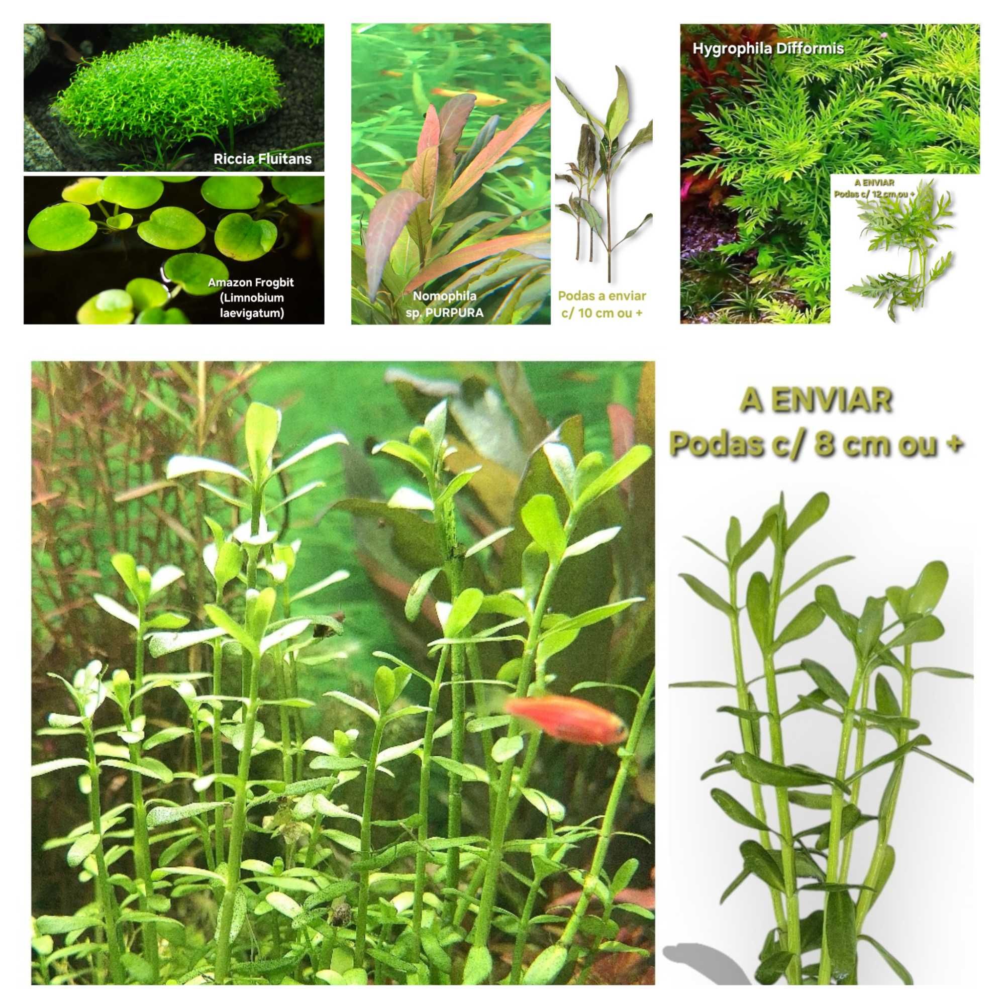 Pack 30 plantas Aquário - 7 espécies manutenção fácil