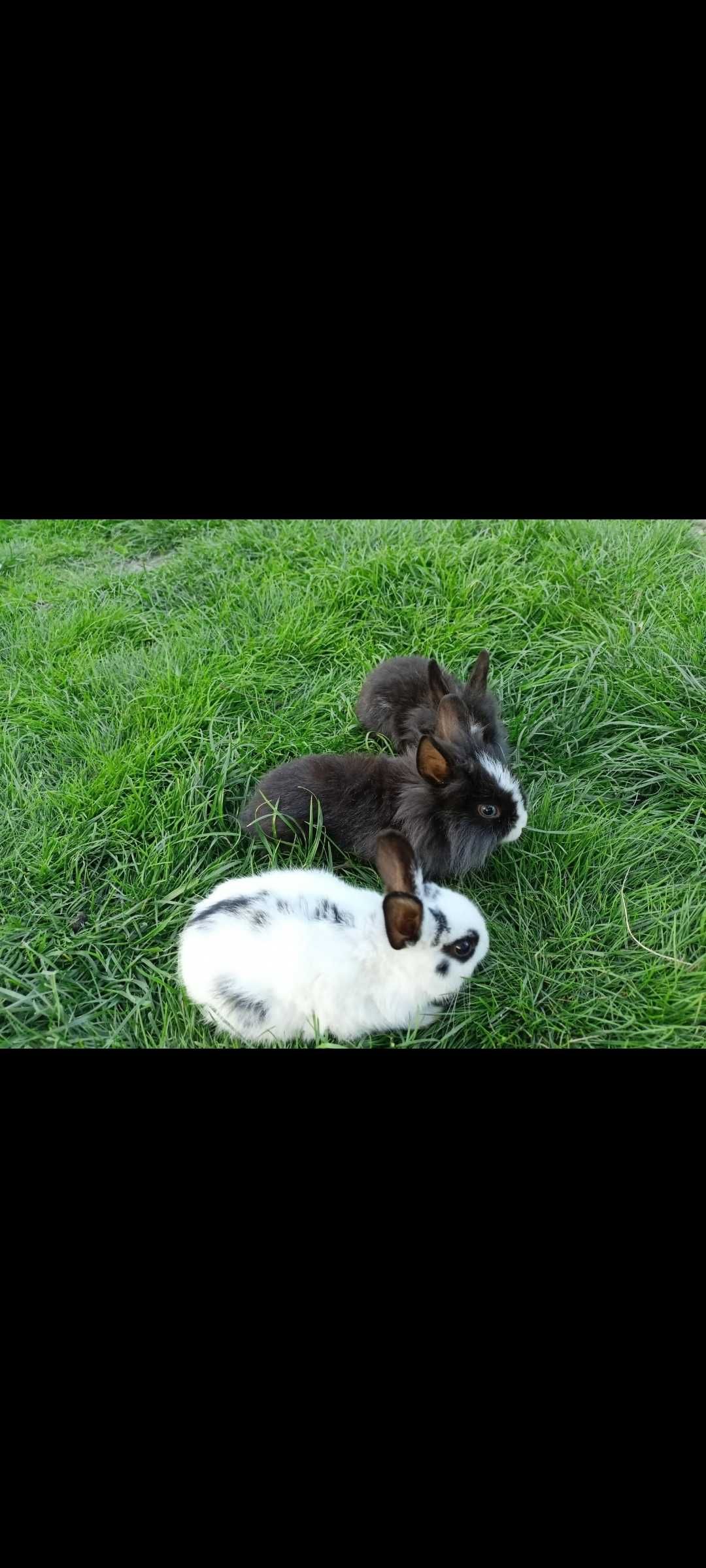 Sprzedam króliczki miniaturki