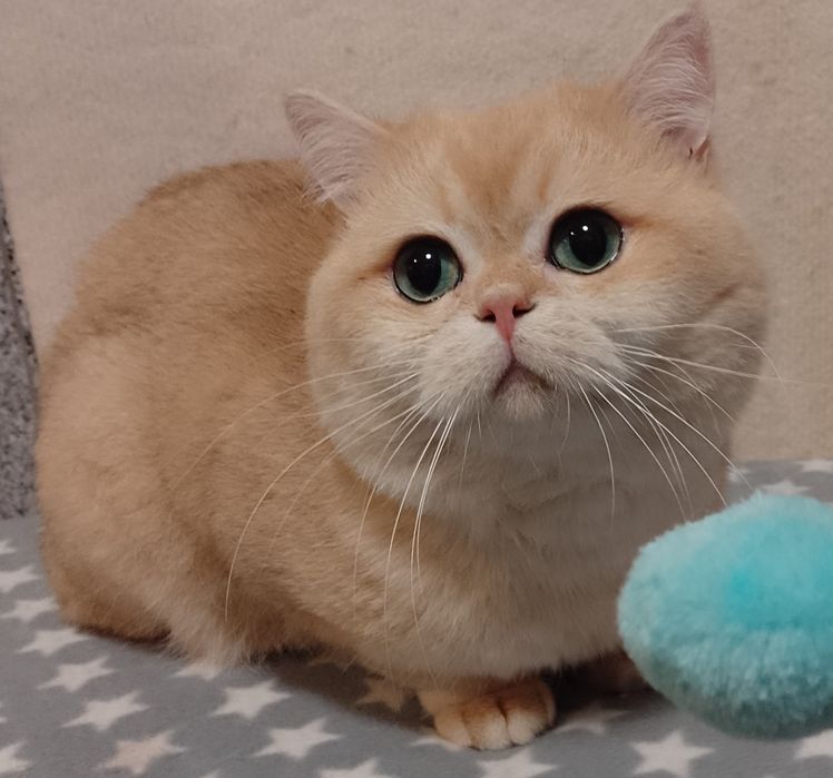 Do rezerwacji - rodowodowa koteczka brytyjska krótkowłosa czarno-zlota