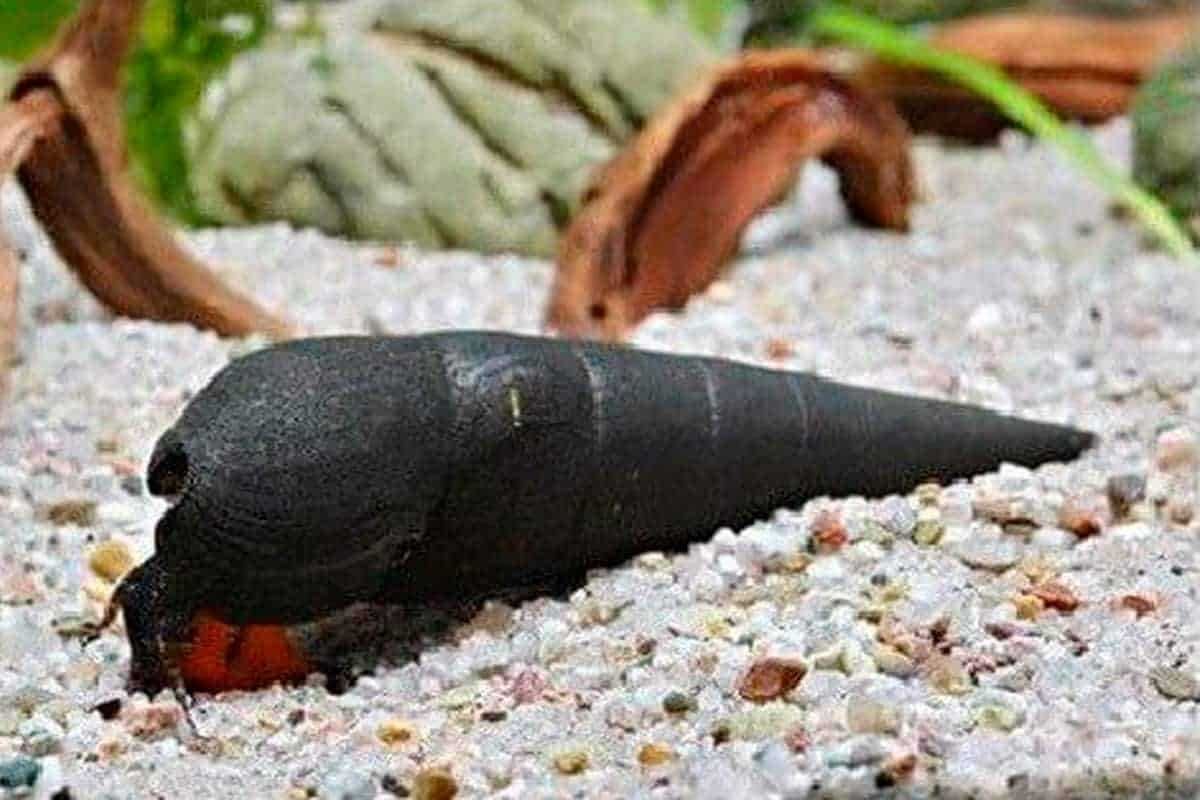 Ślimak CZARNY DIABEŁ - Faunus ater - BLACK DEVIL - dowóz, wysyłka