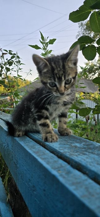 Віддам кошенят (кішечки)