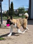 Akita Amerykanska suczka ZKwP FCI