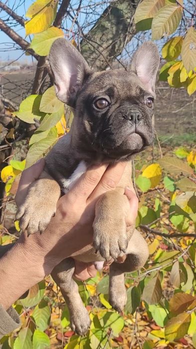 Французький бульдог