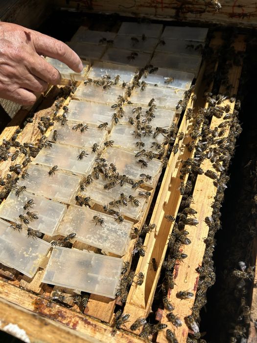 Не плідні матки матка УС 2025