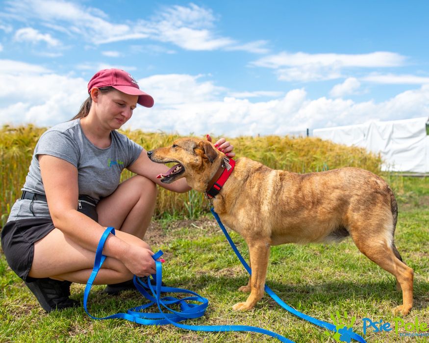 Bronek skrzywdzony piesek szuka kochającego domu