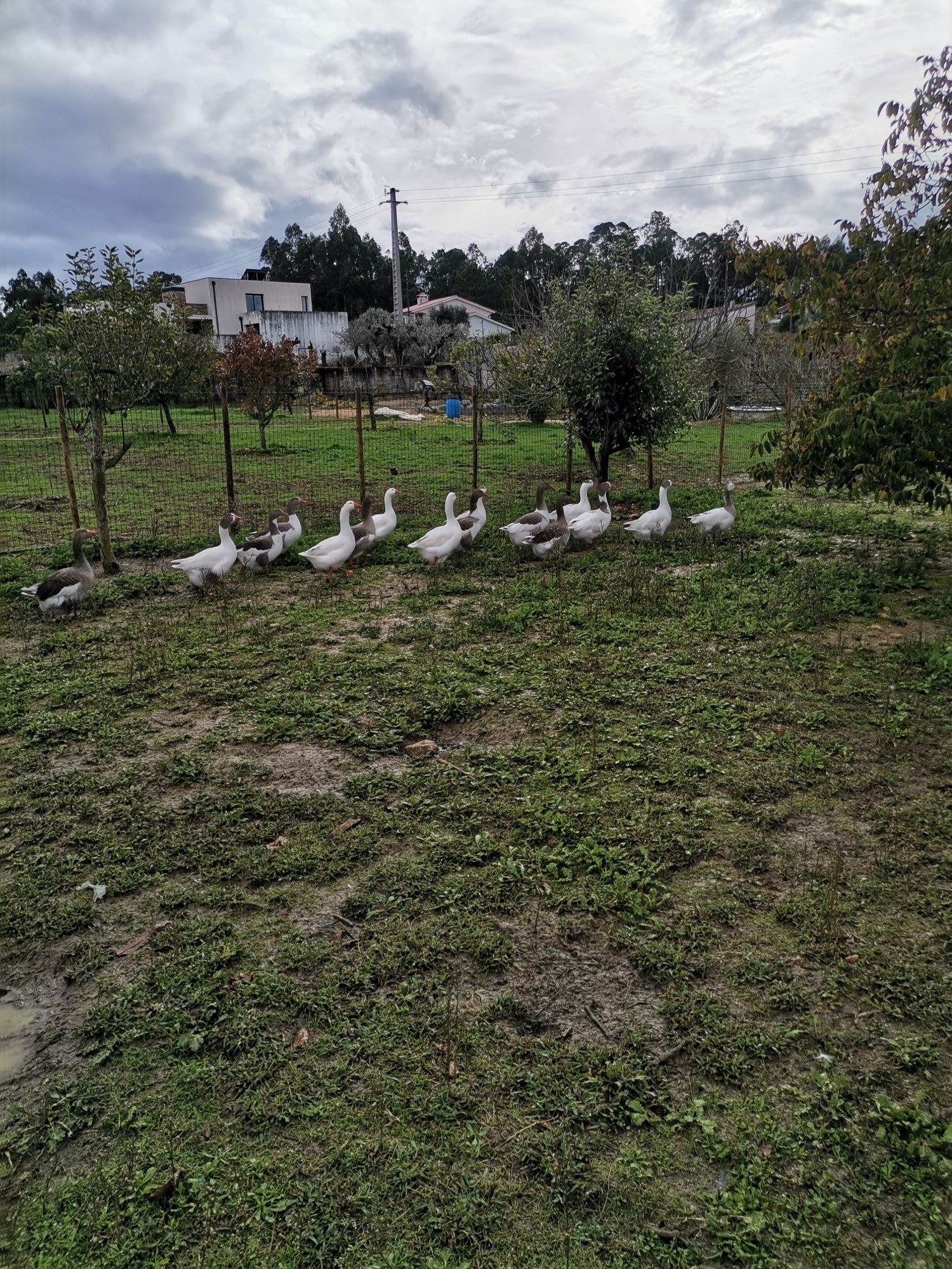 Patos gansos Toulouse vários tamanhos hos