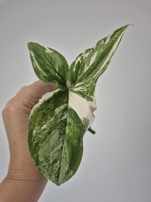 Syngonium Emerald Gem