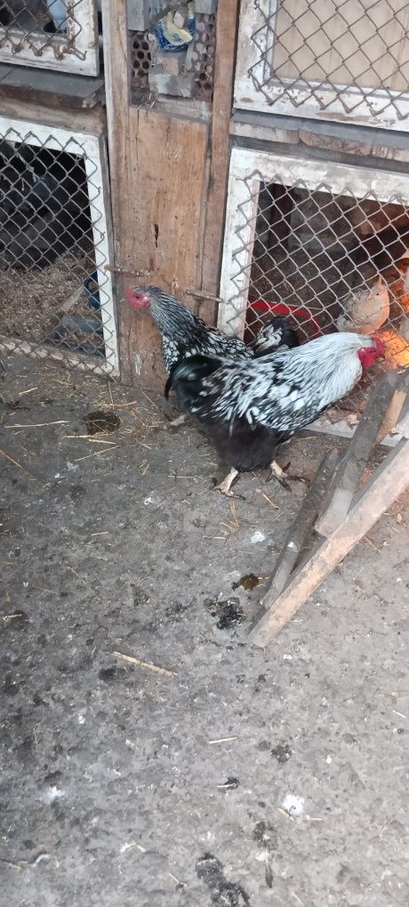 Продам курей Віандот пара