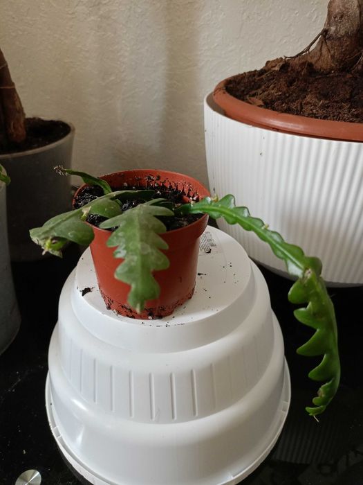 Эпифиллум угловатый агулер