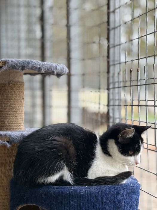 Gatinho preto e branco para adoção
