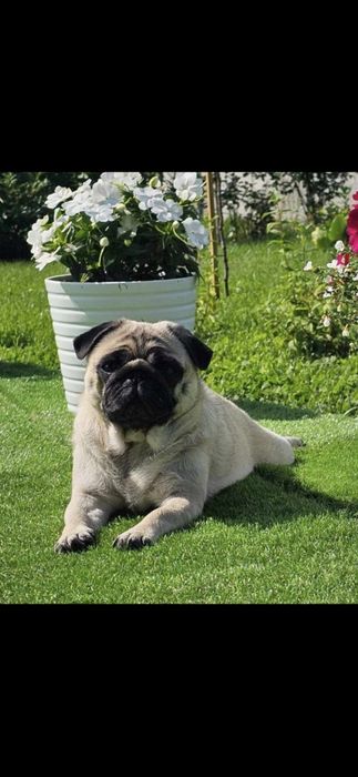 Mopsik chłopiec Fci