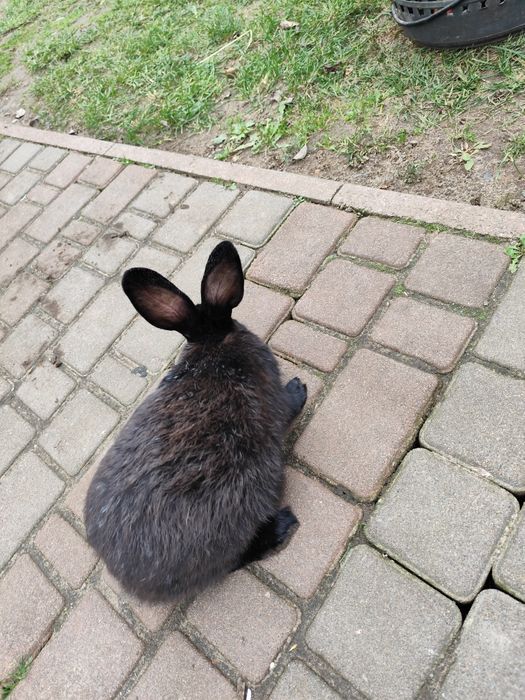 Кролі, кролики м'ясних порід