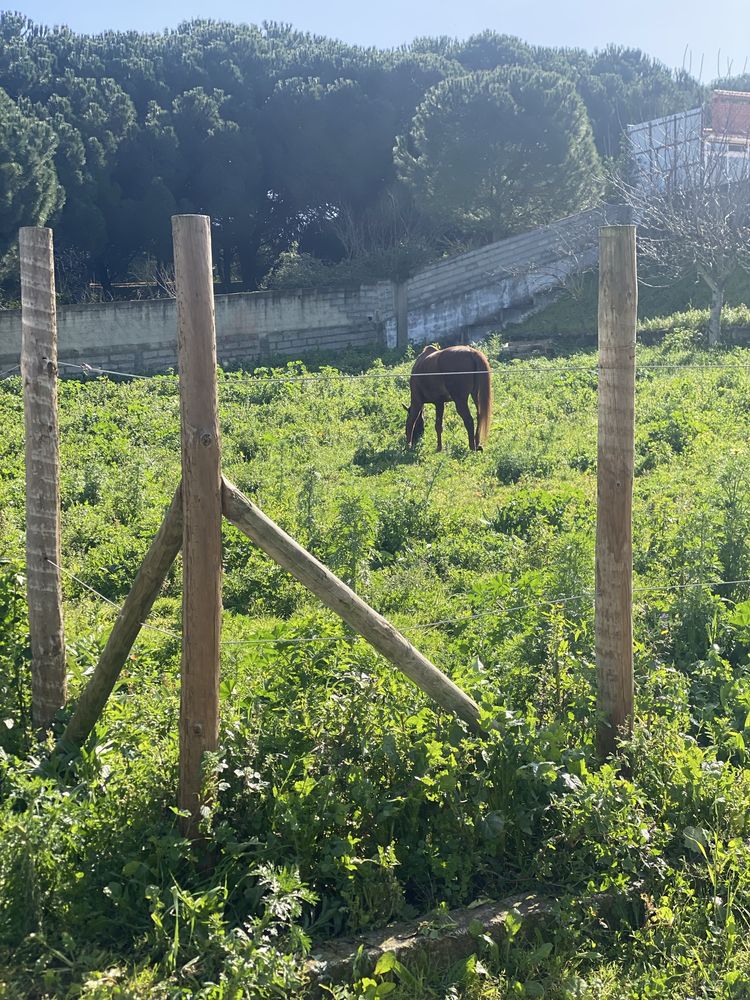 Paddocks para cavalos