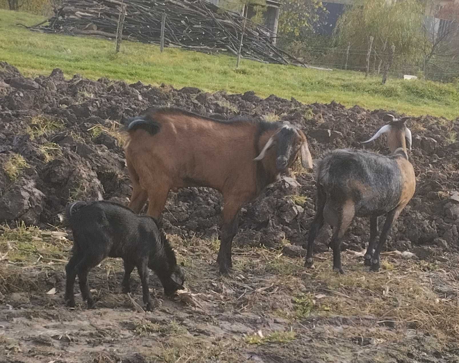 Продам або обміняю англонубійця цапка!