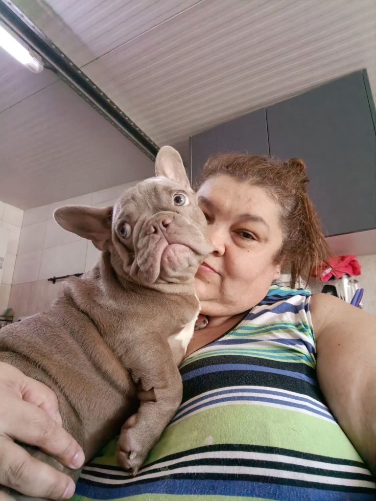Bulldogues Exoticos puros criados em ambiente familiar