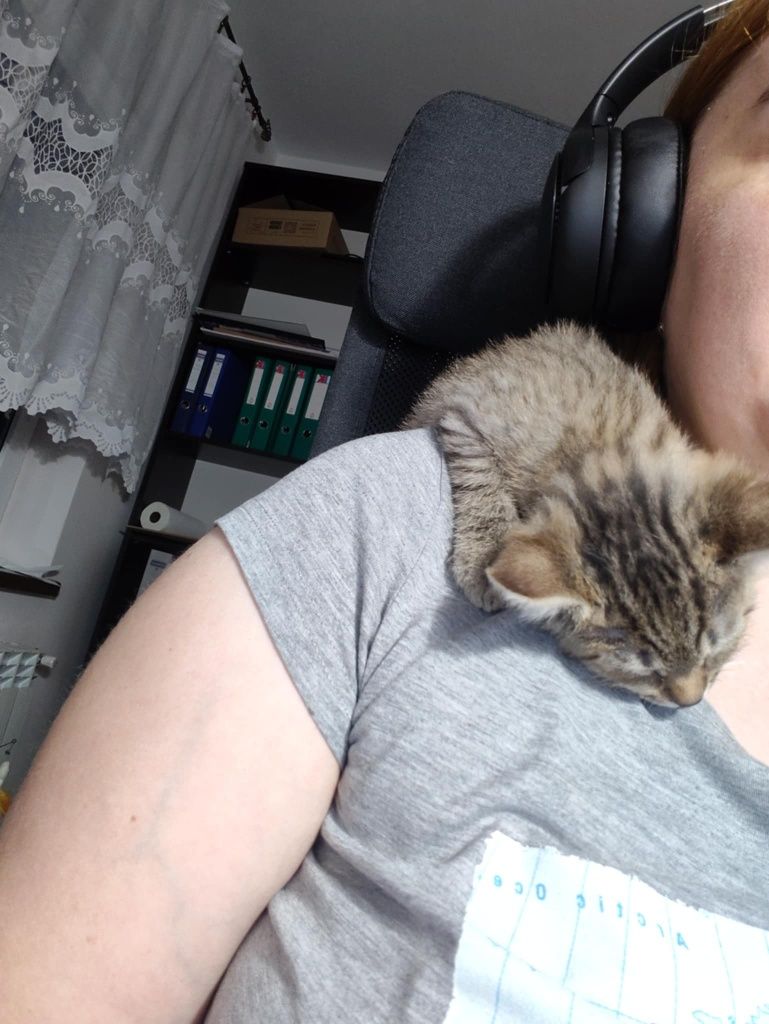 Simba - kot ideał